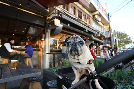 オリーはTAMAGAWA DINER（多摩川ダイナー）でお茶しました。