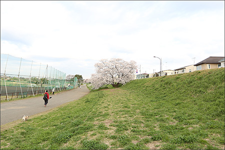 お散歩がてら、多摩川の桜を楽しみました。