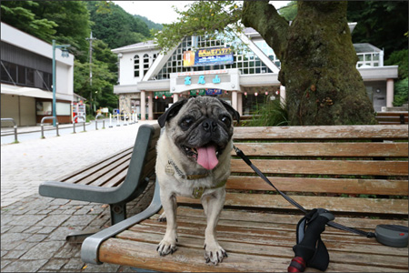 早起きして高尾山に登りました。