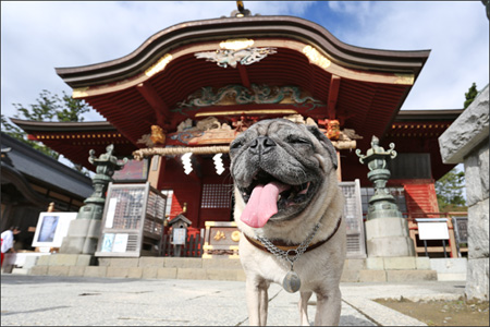 武蔵御嶽神社経由で大岳山に登りました。