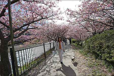 河津桜まつりに行ってきました。