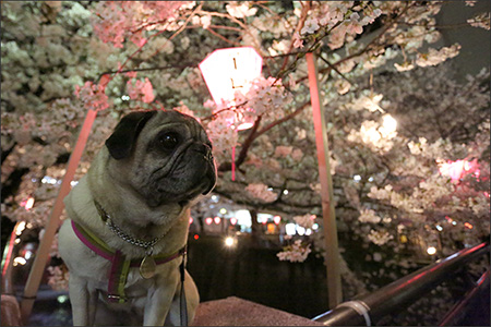 目黒川へ夜桜を観に行きました。