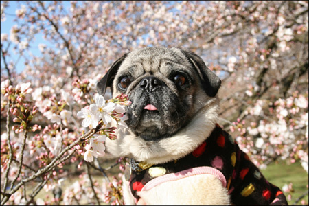 砧公園の桜を愛でるオリビア