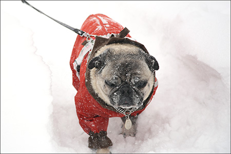 やたらくっついて歩くので、顔が雪まみれに…